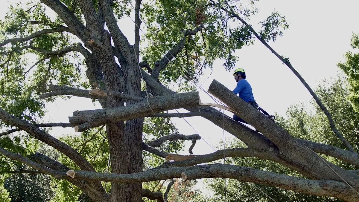 Professional Crown Thinning performed by certified arborists in Valentine