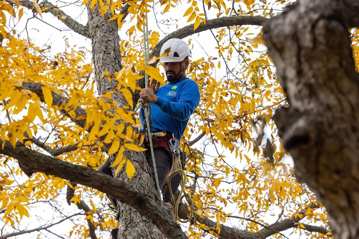Skilled Tree Pruning crew working in Valentine